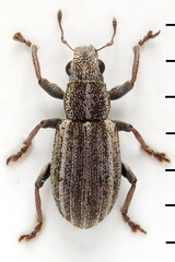 Sitona striatellus