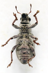 Sitona striatellus