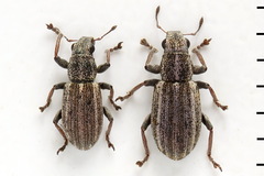Sitona striatellus