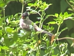 Pycnonotus aurigaster