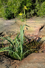 Moraea bifida