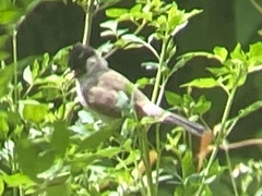 Pycnonotus aurigaster