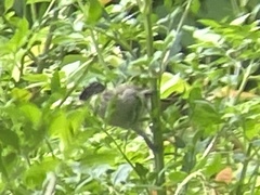 Pycnonotus aurigaster