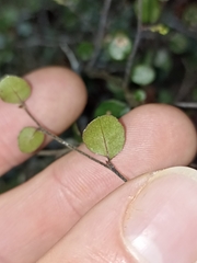 Nothofagus solandri