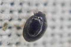 Stethorus pusillus