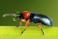 Oulema melanopus