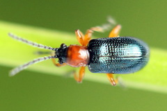 Oulema melanopus