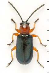 Oulema melanopus