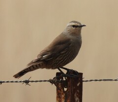 Climacteris picumnus