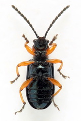 Oulema melanopus