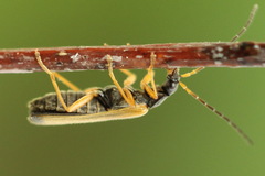 Rhagonycha lignosa