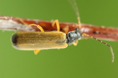 Rhagonycha lignosa