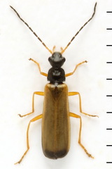 Rhagonycha lignosa