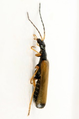 Rhagonycha lignosa