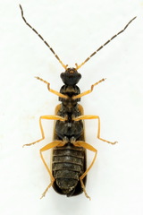 Rhagonycha lignosa