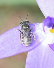 Halictidae