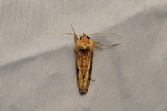 Thysanoplusia orichalcea