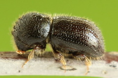 Anisandrus dispar