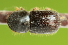 Anisandrus dispar