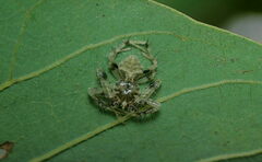 Eriovixia