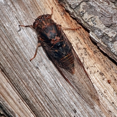 Birrima varians