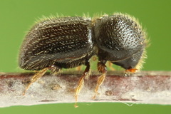 Anisandrus dispar