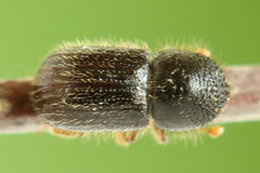 Anisandrus dispar