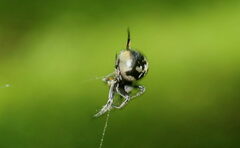Eriovixia