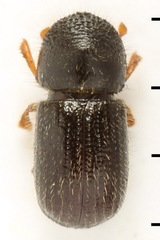 Anisandrus dispar
