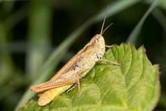 Chorthippus apricarius