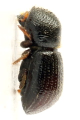 Anisandrus dispar