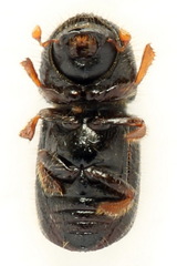 Anisandrus dispar