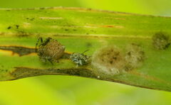 Eriovixia