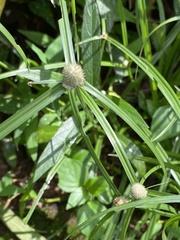 Cyperus mindorensis