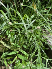 Cyperus mindorensis