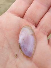 Hiatula nitida