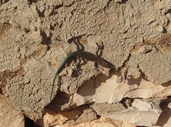 Dalmatolacerta oxycephala