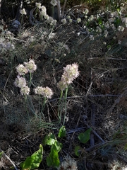 Allium psebaicum