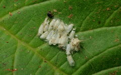 Microgastrinae