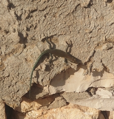 Dalmatolacerta oxycephala