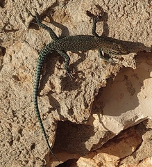 Dalmatolacerta oxycephala