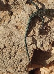 Dalmatolacerta oxycephala