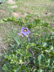 Solanum linnaeanum