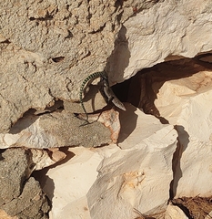 Dalmatolacerta oxycephala