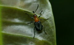 Attelabidae