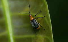 Attelabidae