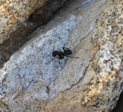 Camponotus laevissimus