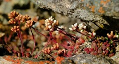 Crassula fragarioides