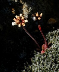 Crassula fragarioides