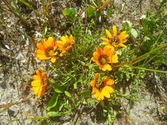 Gazania